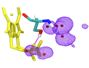 ​Artykuł w PNAS: mutacja mitochondrialna ujawnia wpływ wiązań wodorowych na właściwości hemu w cytochromie