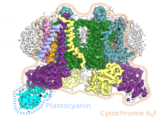 Mapa gęstości Cryo-EM kompleksu Cytochromu b6f i plastocyjaniny