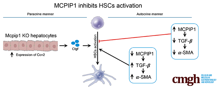 Schemat działania MCPIP1 - hamowanie aktywacji HSC